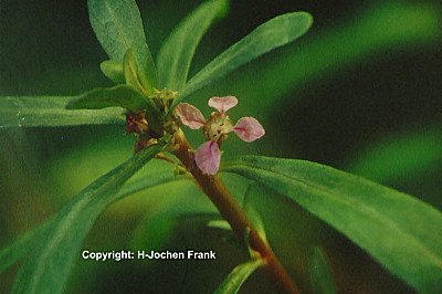 Ammannia gracilis